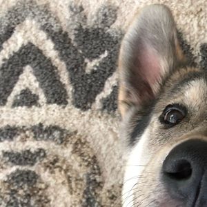 Meet your Posher, Mark